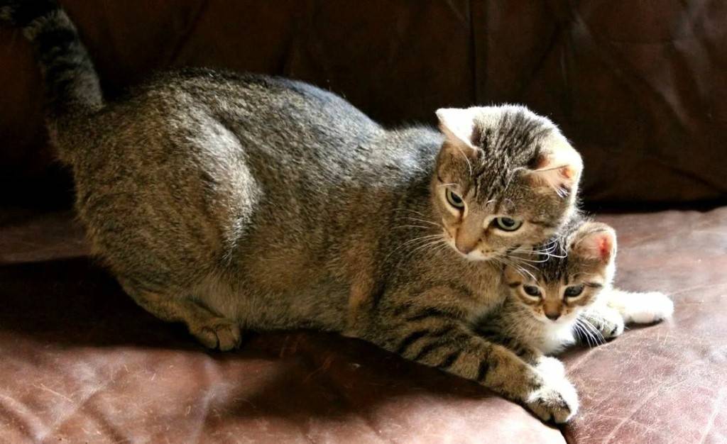 Как ухаживать за новорождёнными котятами с кошкой