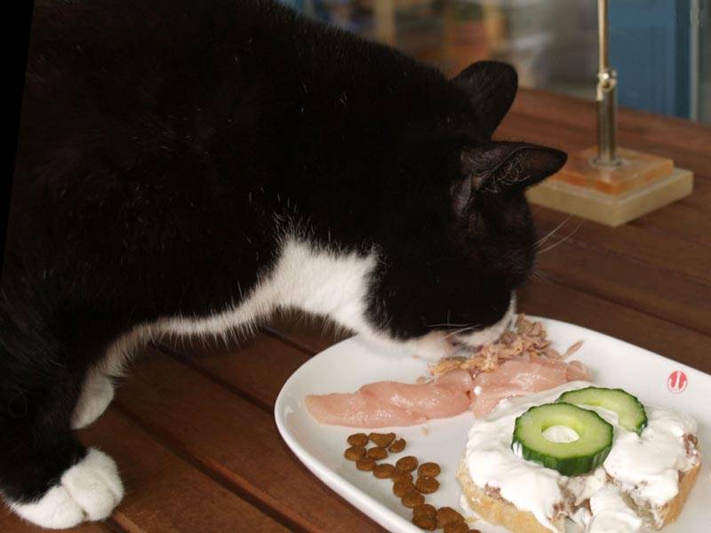 Сырая печень кошке: можно или нет