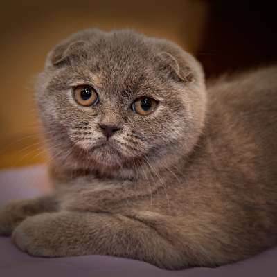 Скоттиш-страйт - шотландская прямоухая кошка