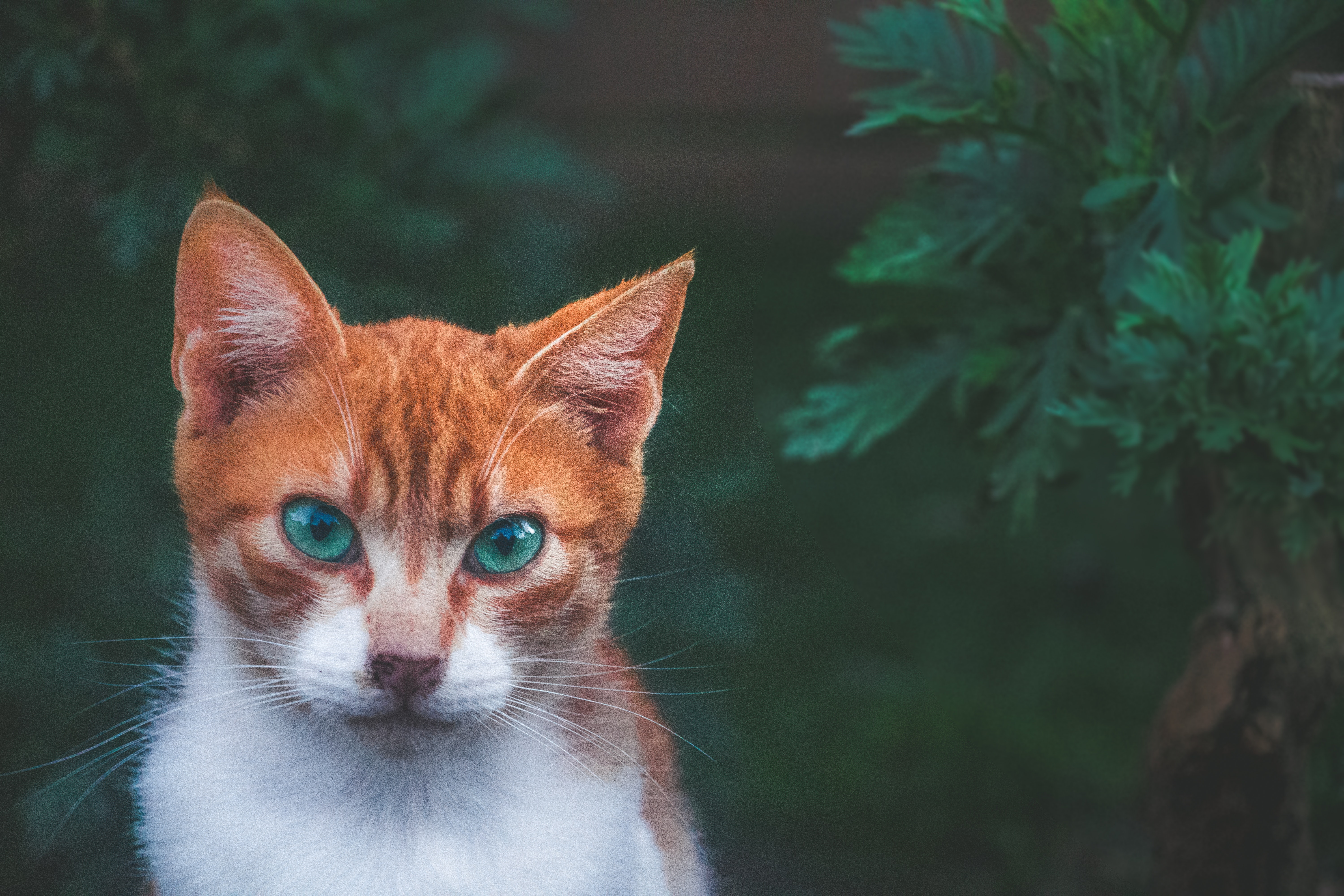 Охос азулес: фото, описание, характер, уход | кот и кошка