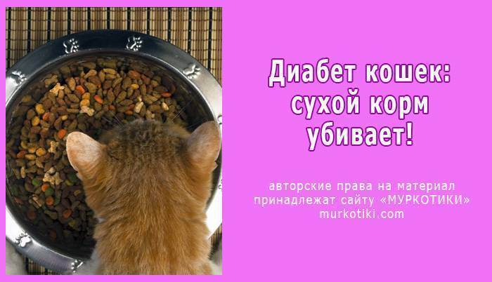 Сахарный диабет у кошки: симптомы, лечение, профилактика | 
ветеринарная служба владимирской области
