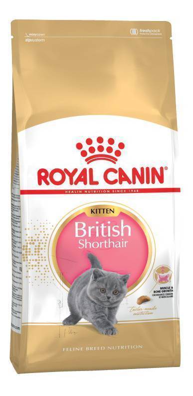 Как ухаживать и содержать британских кошек?