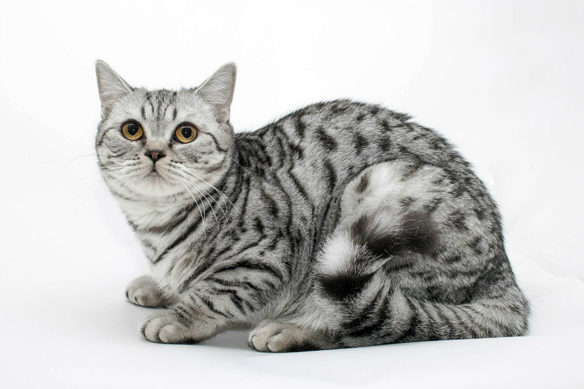 Шотландская Кошка Табби