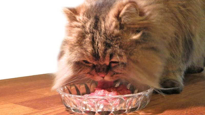 Можно ли кошек кормить сырым мясом: изучайте с нами