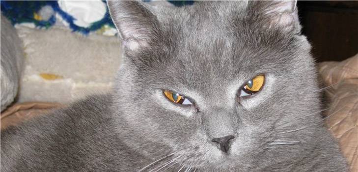 Третье веко у кошки на глазах: причины и лечение | фото, как лечить