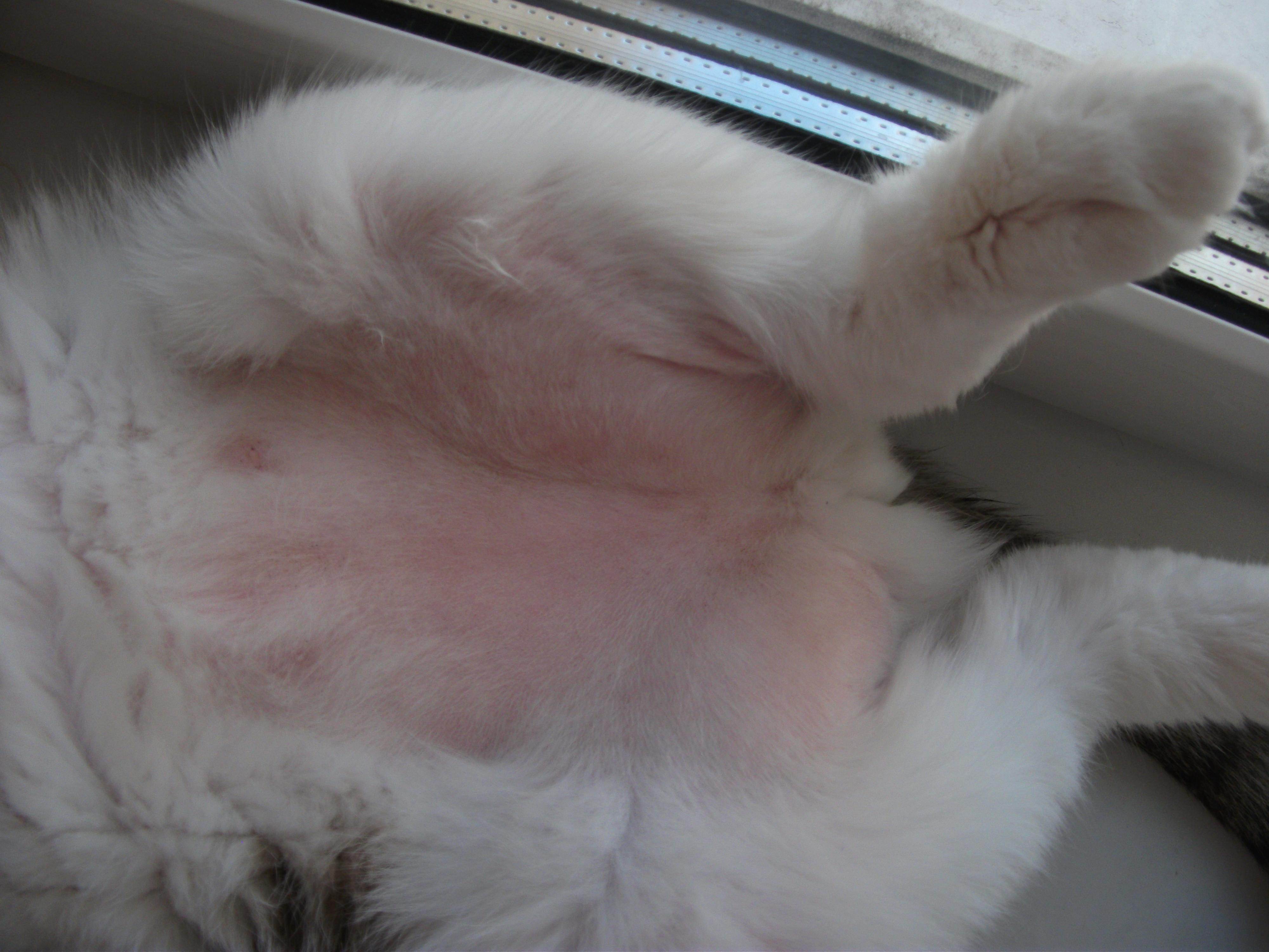 Почему у кошек могут появляться шишки на животах под кожным покровом