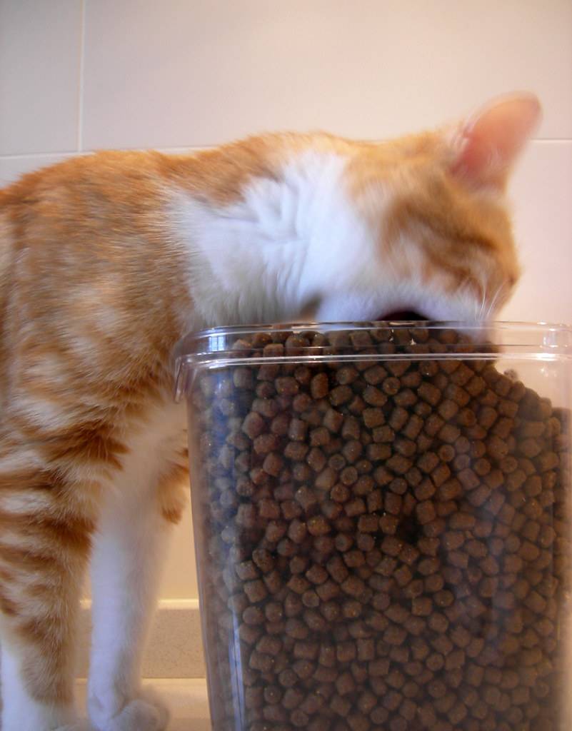 Почему кошка просит не ест. почему кошка постоянно просит есть: причины, орёт и требует еду