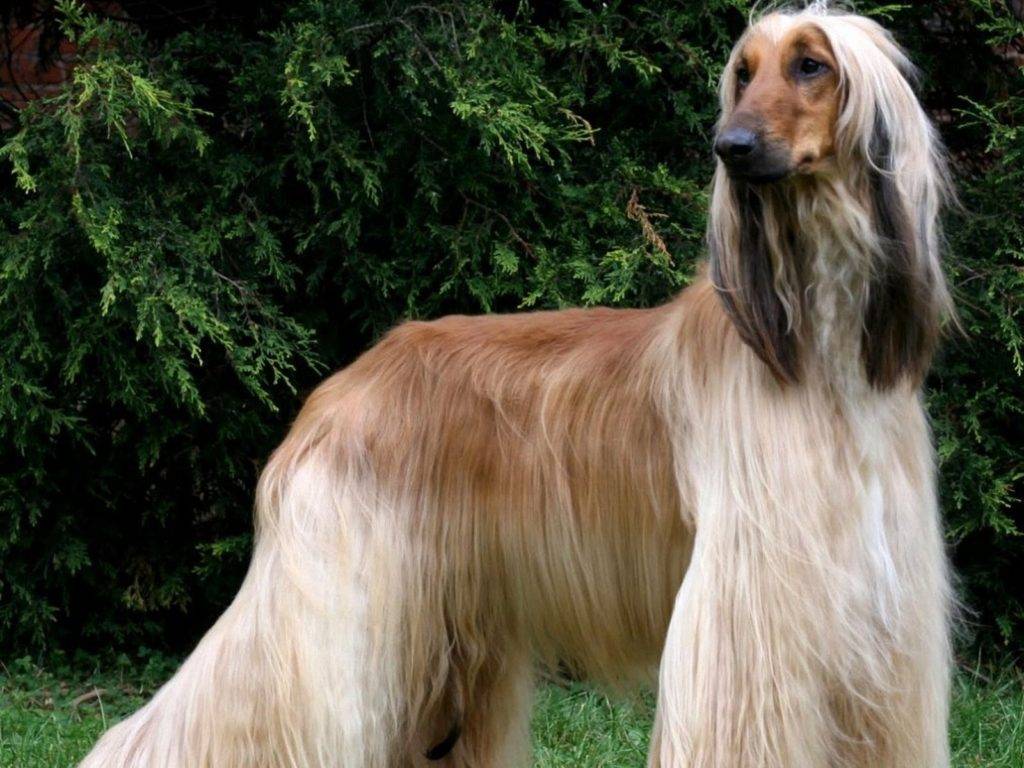 Кангал (турецкая овчарка): фото, характер собаки, уход и цена