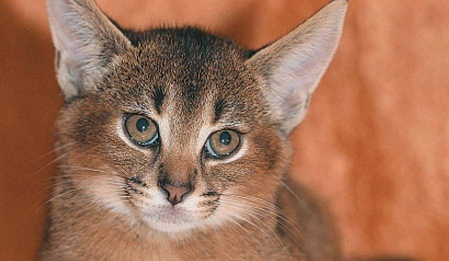 Варианты пород кошек которые похожи на рысь: как называются и как выглядят