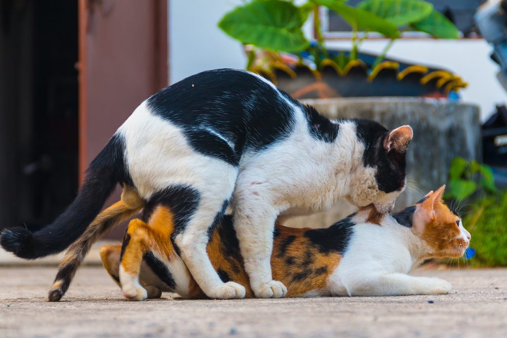 Брачный период, стерилизация и кастрация, вязка у кошек | блог о домашних животных