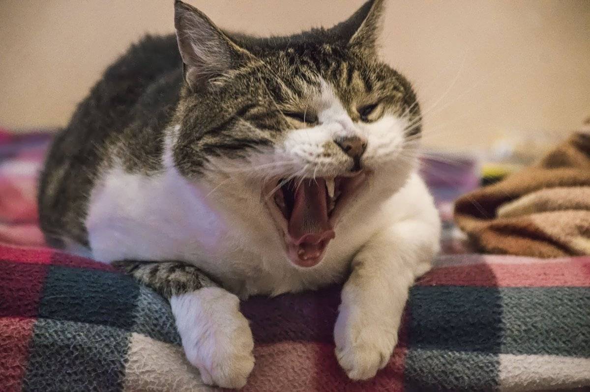 Почему кошки зевают: основные причины
почему кошки зевают: основные причины