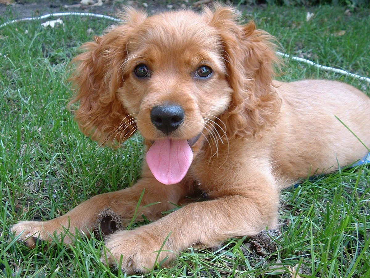 Собака кокер пудель кокапу: характер миниатюрного питомца с кудрявой шерстью