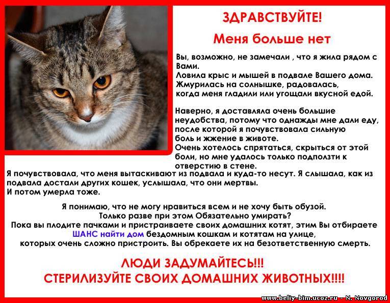 Куда попадают кошки после смерти, есть ли у них душа: ответы экстрасенсов, точка зрения православия