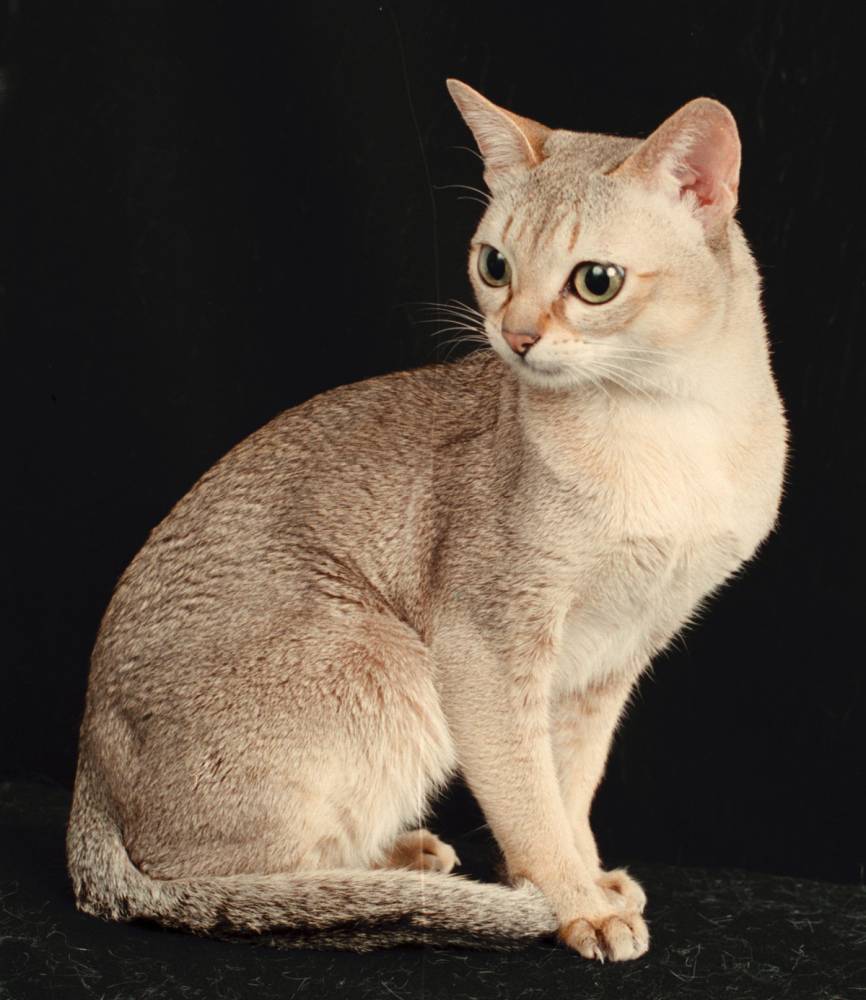 Описание сингапурской кошки лилипут