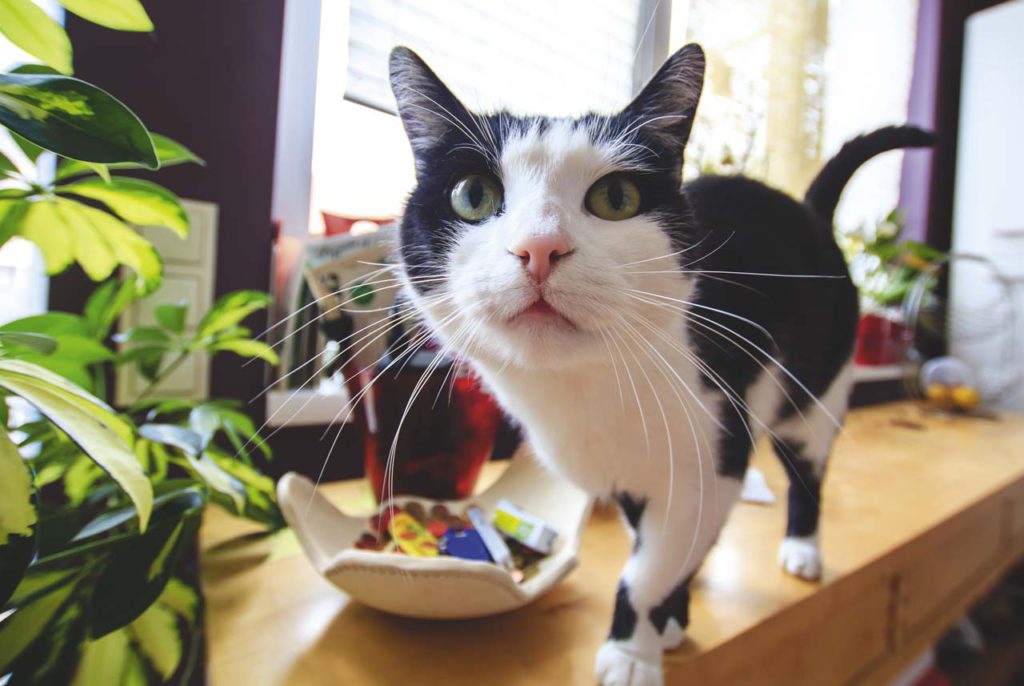 Если ваша кошка лазит по столам: как отучить питомца? |