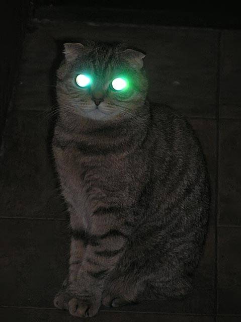 Почему у кошек в темноте светятся глаза