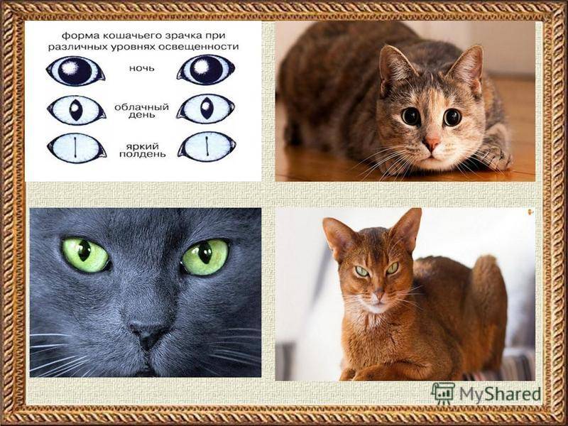Узнать породу кошки по фото онлайн бесплатно