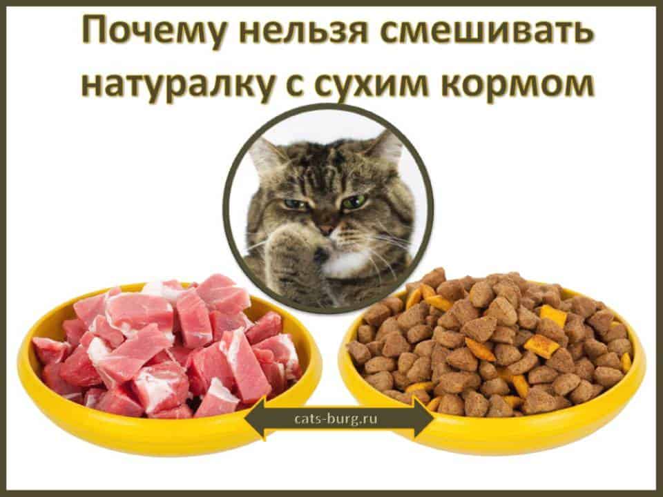 Кормление кошек натуральной пищей и сухим кормом