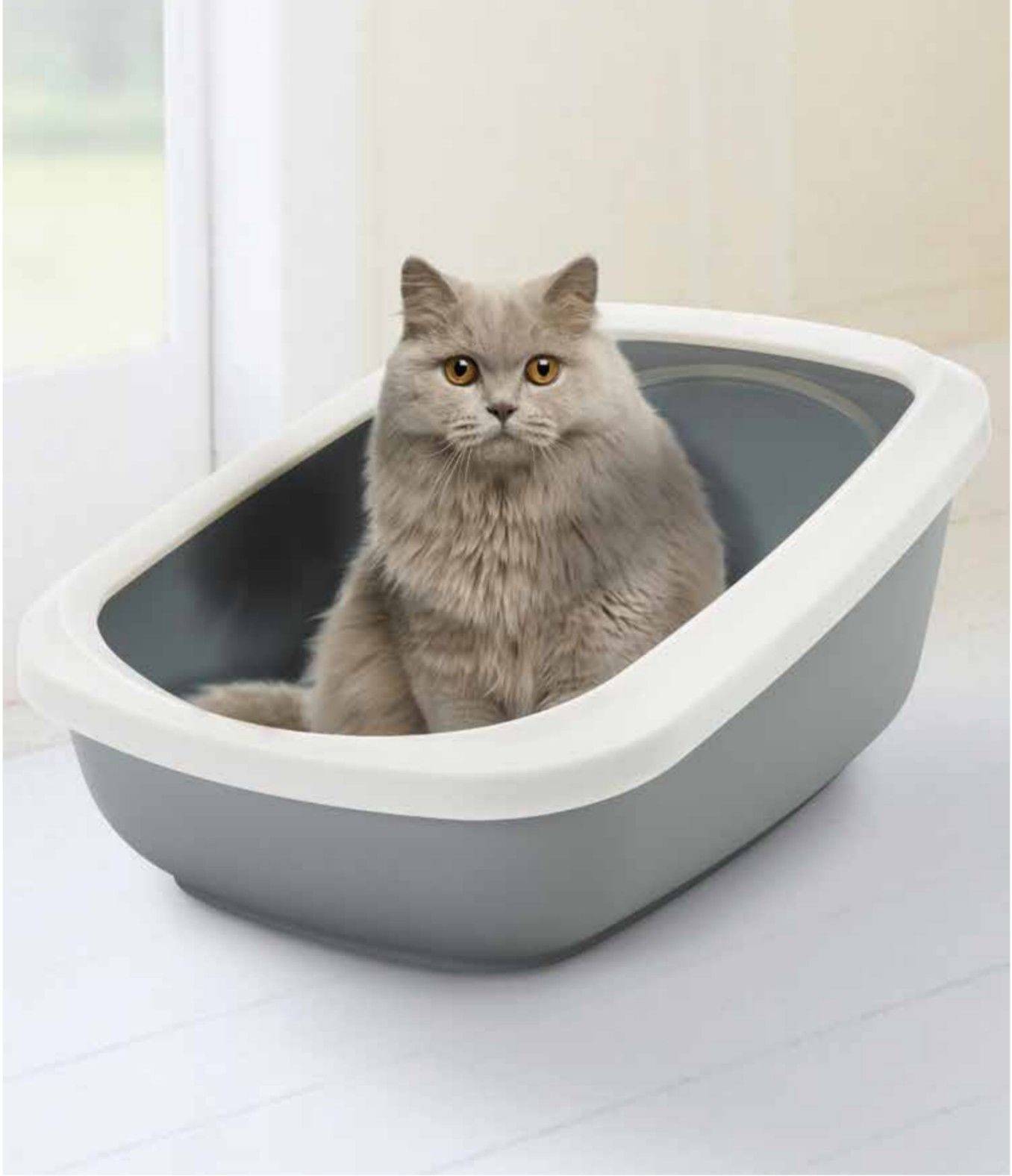 Лучшие лотки для котенка: как правильно выбрать лоток?