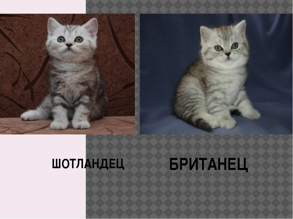Чем отличается британская кошка от шотландской: в чем разница и как отличить породы, описание котят | medeponim.ru
