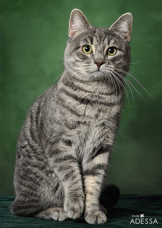 ᐉ 8 пород дымчатых котов и кошек: с желтыми и зелеными глазами, описание и стоимость серых котят - kcc-zoo.ru