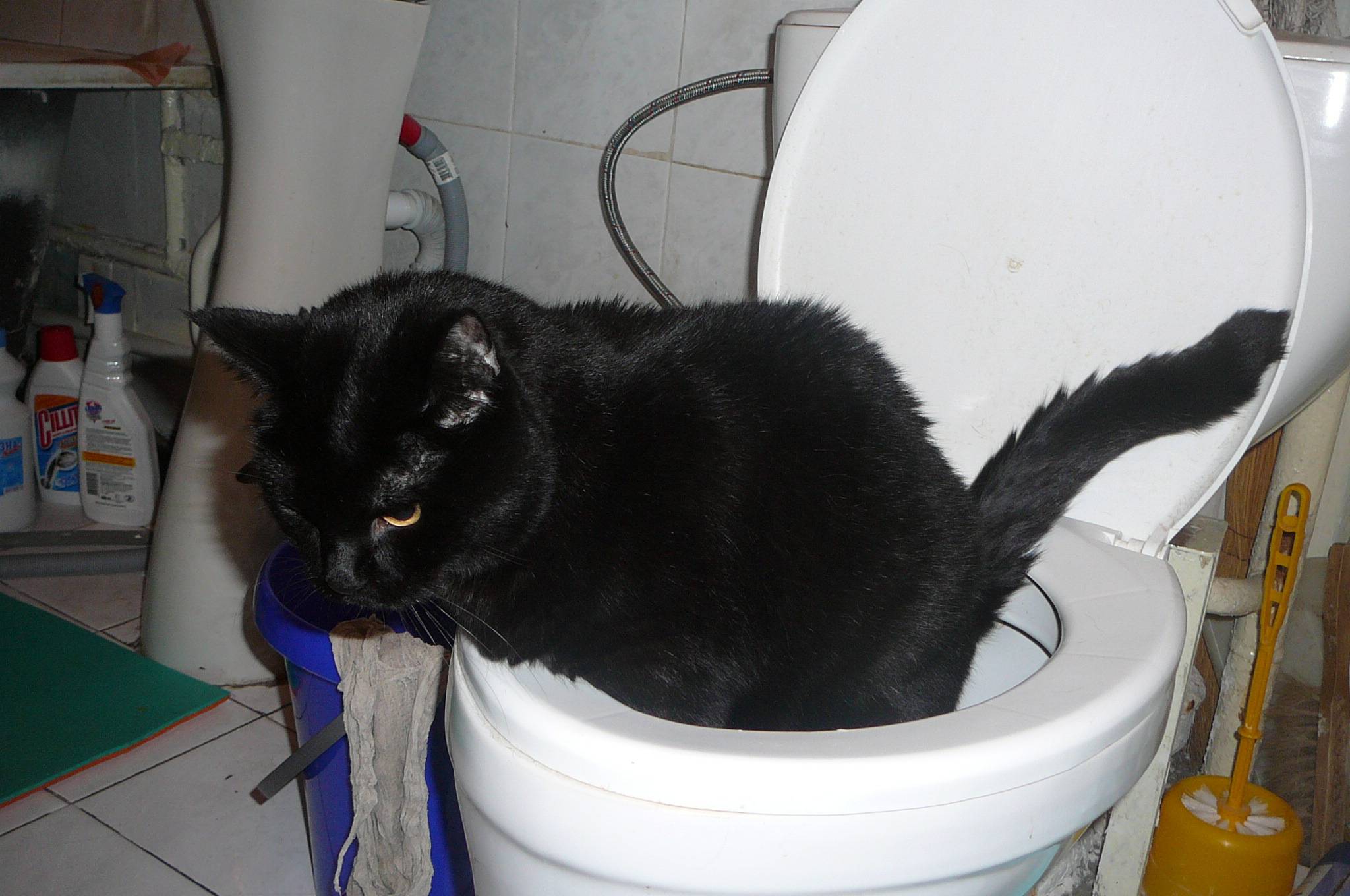 Когда котята сами начинают есть и ходить в туалет самостоятельно, как часто они какают и писают?