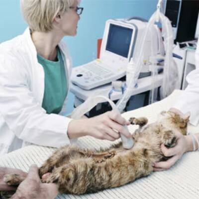 Узи брюшной полости кошек: зачем делать ультразвуковое исследование брюшной полости кошке