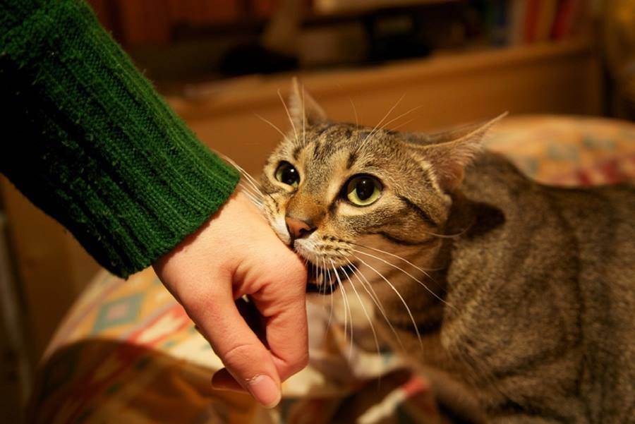 Простые способы успокоить кошку у ветеринара, которые советуют сами врачи