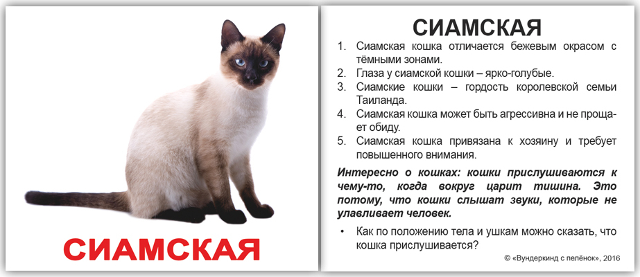Порода грустного кота - описание и характеристика