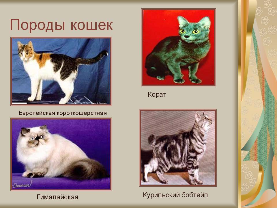 Породы домашних кошек с фотографиями и названиями пород