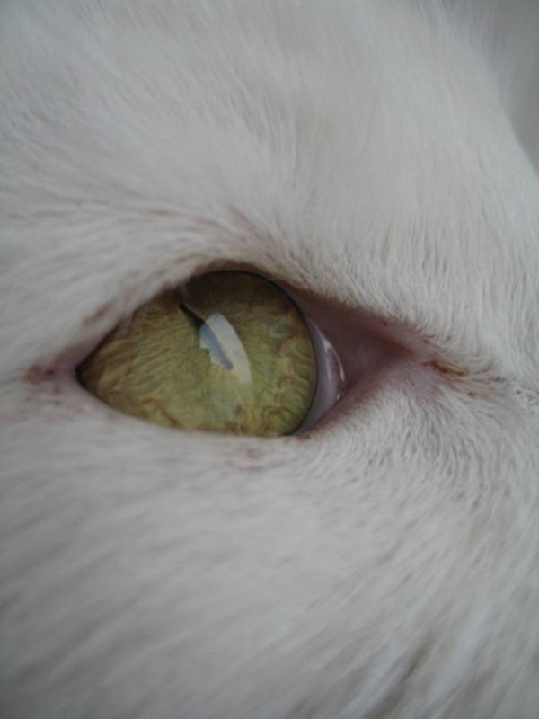 Почему нельзя смотреть в глаза кошке? что будет?