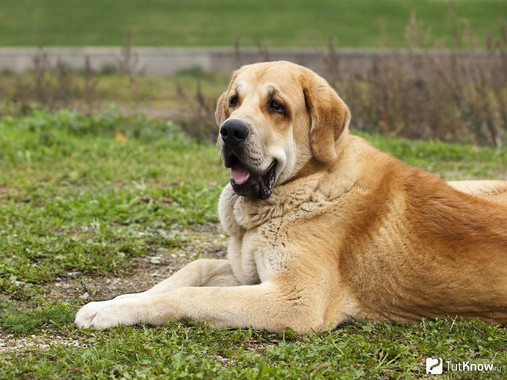 Порода собак испанский мастиф: фото, видео, описание породы и характер