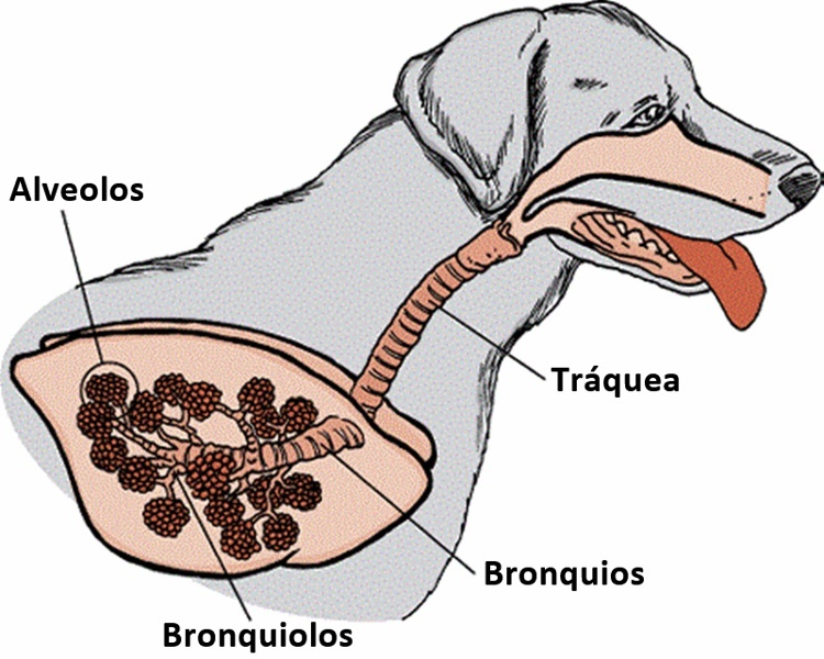 Собака сопит, когда дышит: причины и варианты лечения