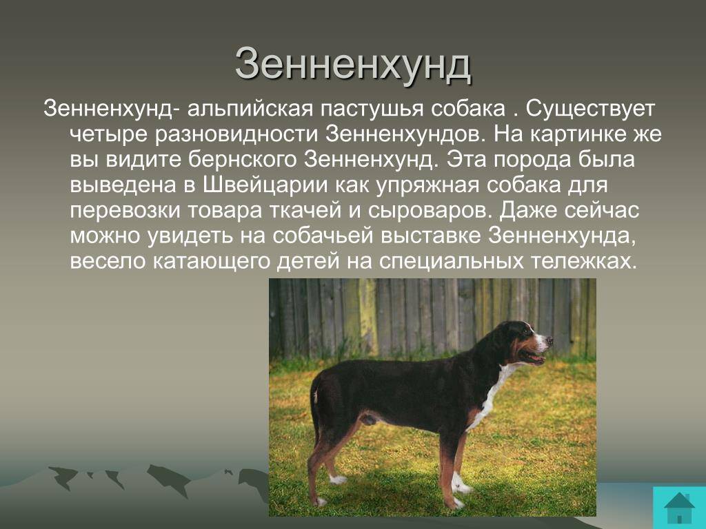 Бернский зенненхунд – энциклопедия о собаках