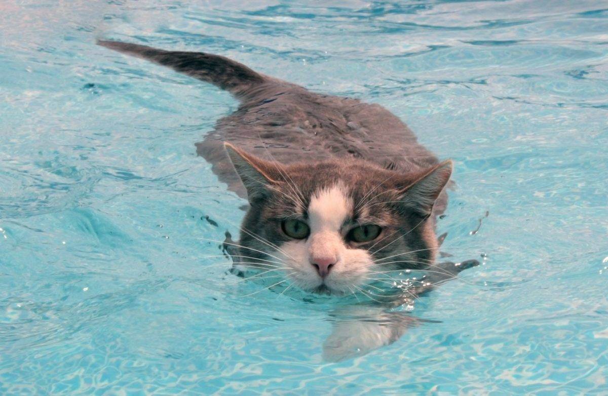 Почему кошки и коты боятся воды