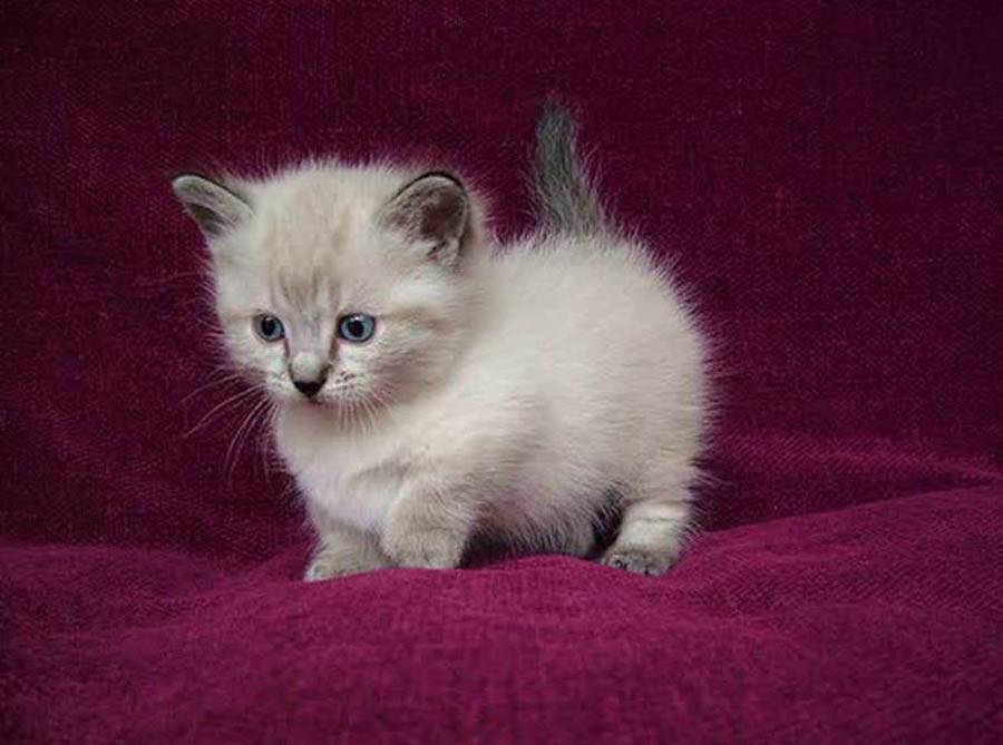 Самые маленькие кошки в мире: названия пород, их описания, фото карликовых котов