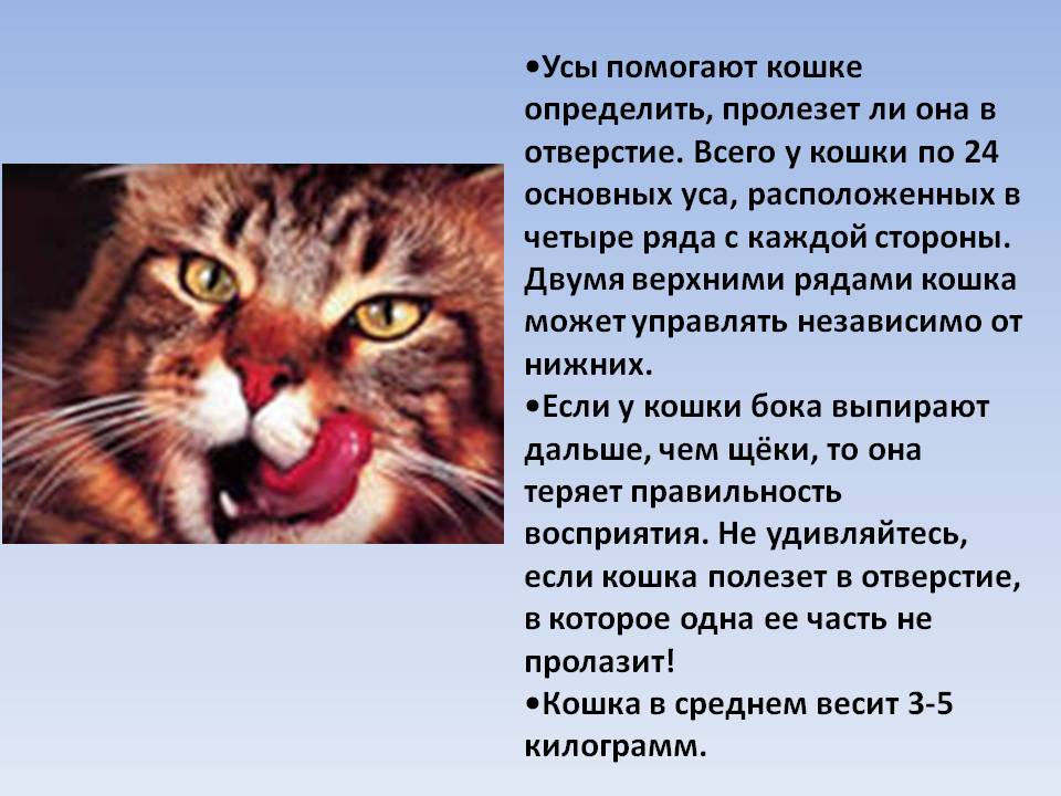 Зачем коту усы, почему у котенка ломаются и выпадают усы, что будет, если кошке обрезать усы, отрастают ли они