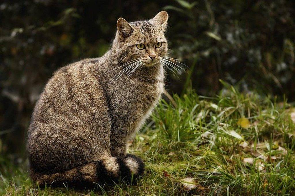 Дикий лесной кот: фото, разновидности и названия, характер и образ жизни, размножение кошек