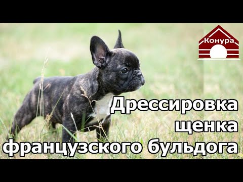 Как воспитывать французского бульдога: можно ли его дрессировать и как правильно тренировать + как приучить щенка к туалету – про собак от а до я на glamour-dog.ru