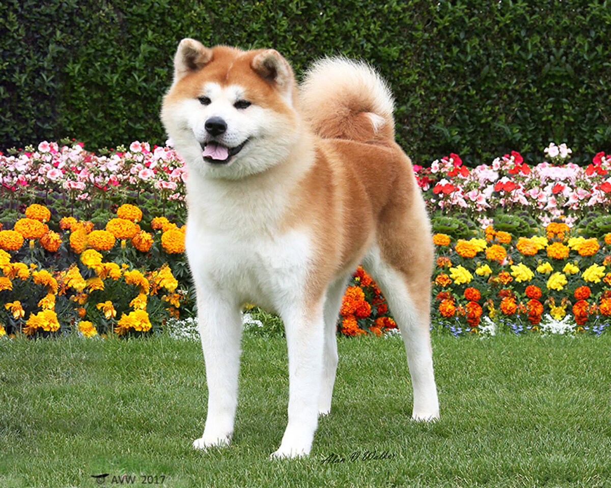 Акита-ину: фото и описание породы собак
акита-ину: фото и описание породы собак