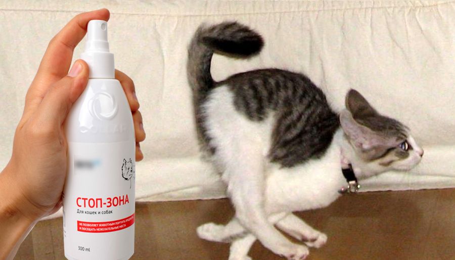 Запах кошки: как и почему животные себя обозначают ароматом