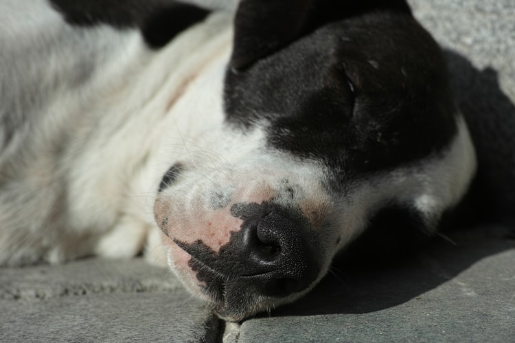 Почему у собаки пена изо рта: возможные причины, что делать