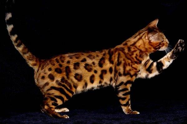 Породы кошек с коротким хвостом: особенности и характер удивительных домашних животных