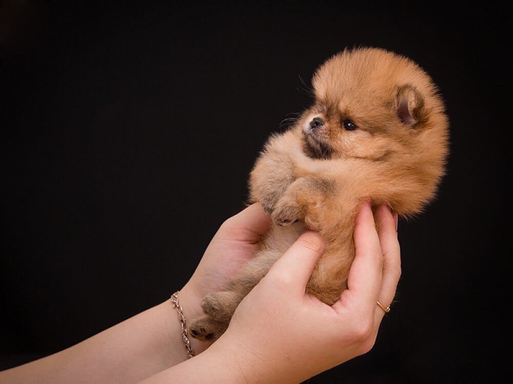 Описание породы мини шпицев: обзор самых маленьких собак померанцев