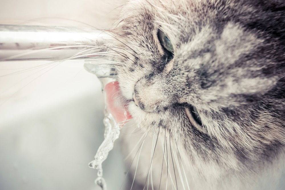 Сколько кот может прожить без воды и еды
сколько кот может прожить без воды и еды