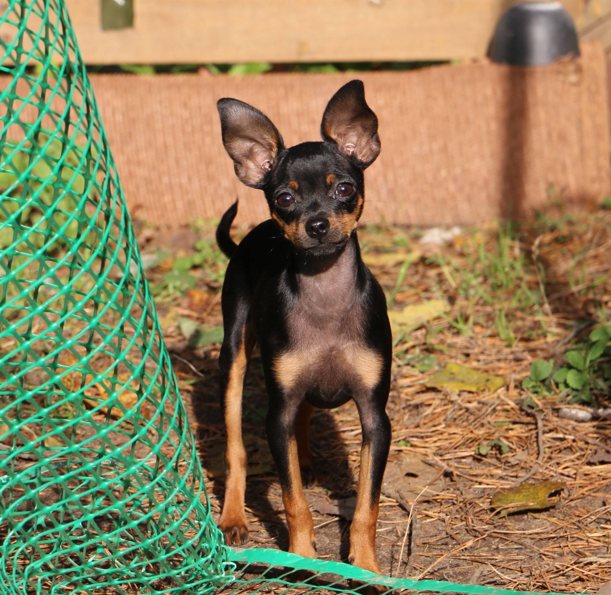 Пражский крысарик