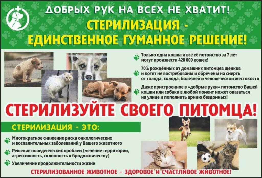 Как подготовить кошку к стерилизации: советы ветеринара. когда можно стерилизовать кошку - animallist.ru