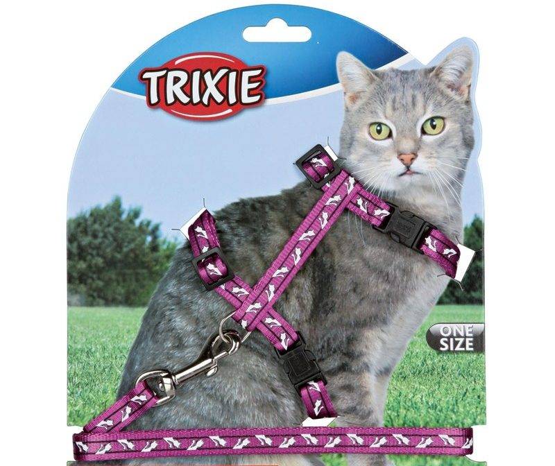 Шлейка для кошки (35 фото): как выбрать кошачий поводок? как приучить к нему кота? можно ли выгуливать котят?