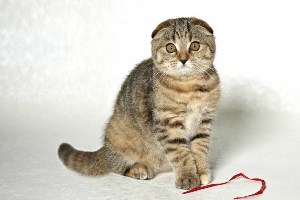 Лиловая шотландская вислоухая кошка (15 фото): особенности окраса, характеристика породы, содержание