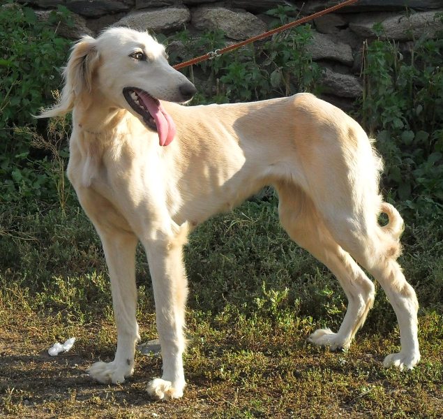 ᐉ тазы (казахская борзая) — фото и описание породы собак - getzoofood.ru